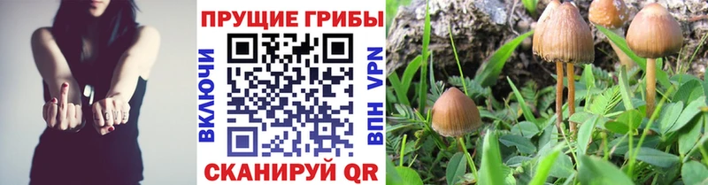 kraken как зайти  Уфа  Галлюциногенные грибы GOLDEN TEACHER 
